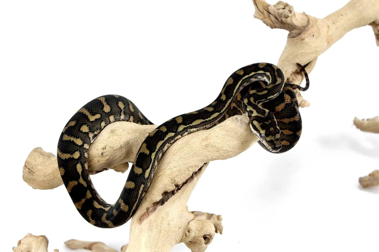 batch_batch_img_8215