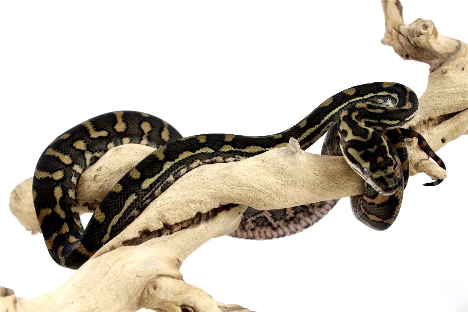 batch_batch_img_8216