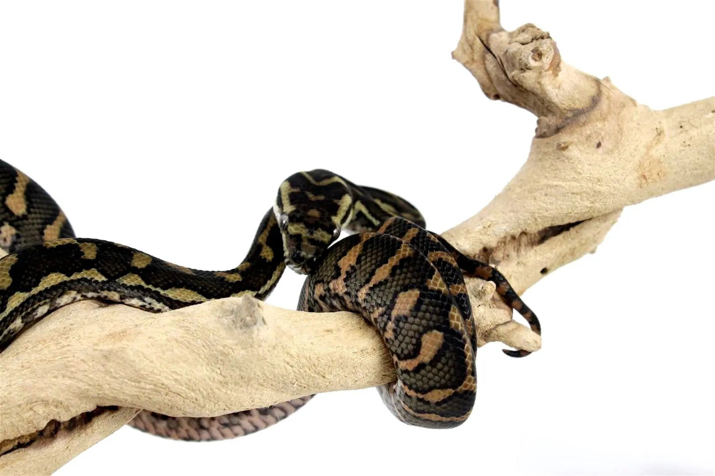 batch_batch_img_8217