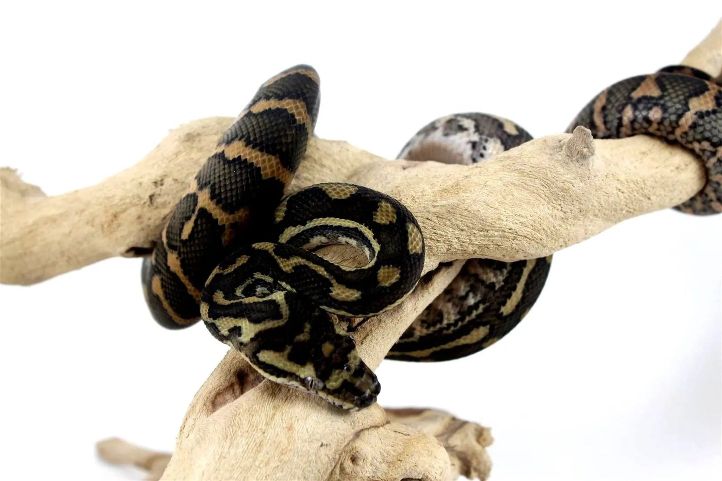 batch_batch_img_8218