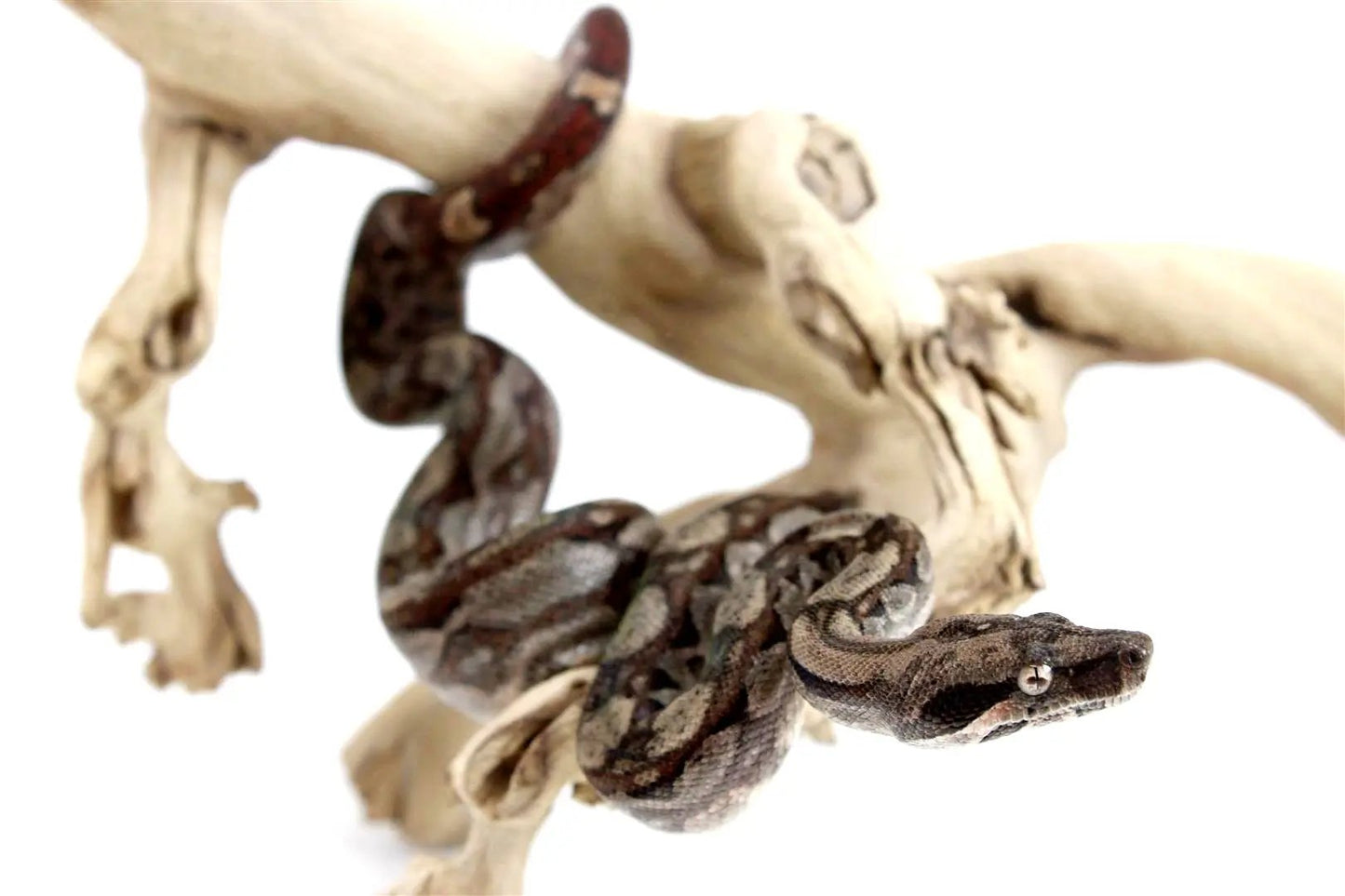 batch_batch_img_8354