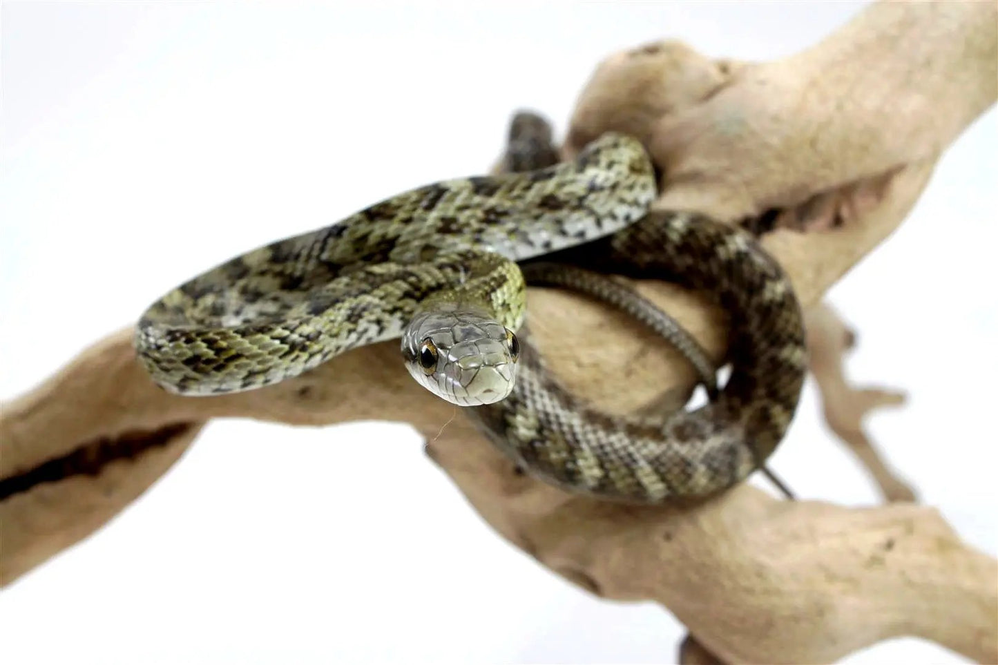 batch_batch_img_8386_1