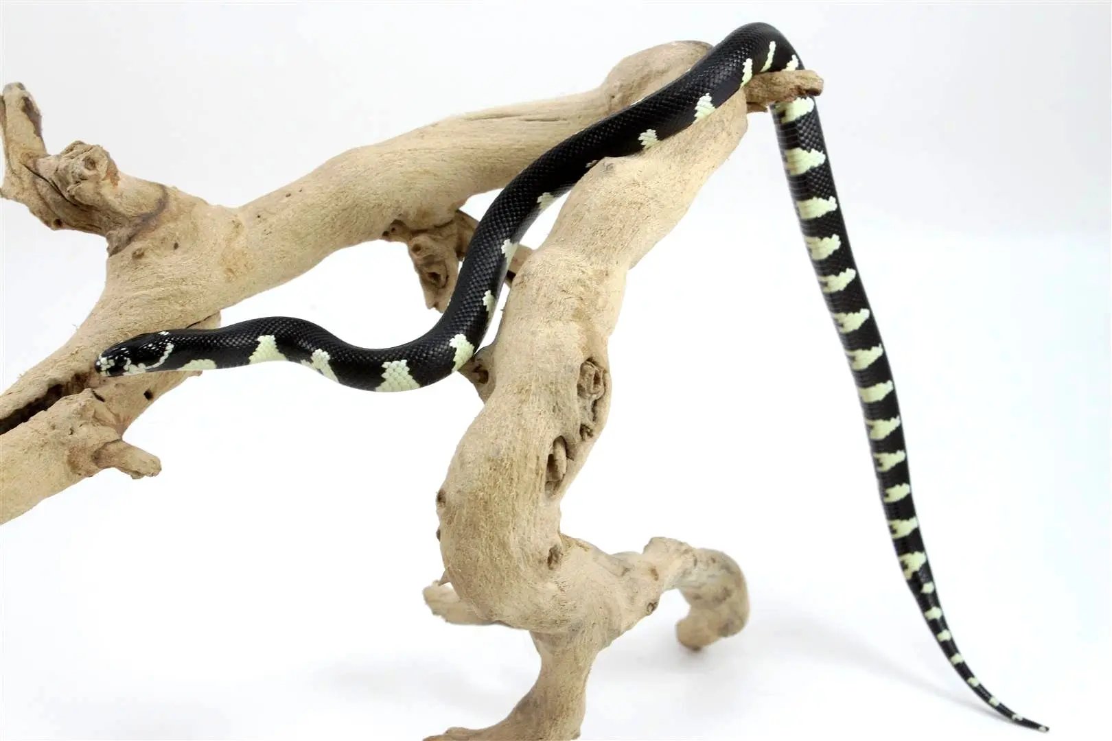 batch_batch_img_8390