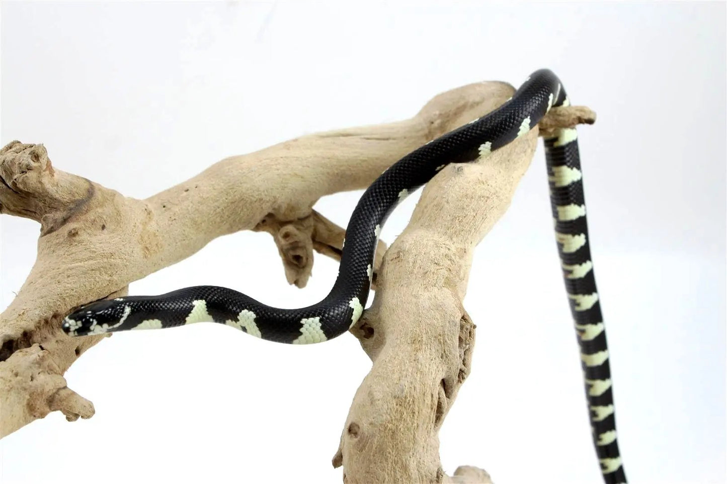 batch_batch_img_8391