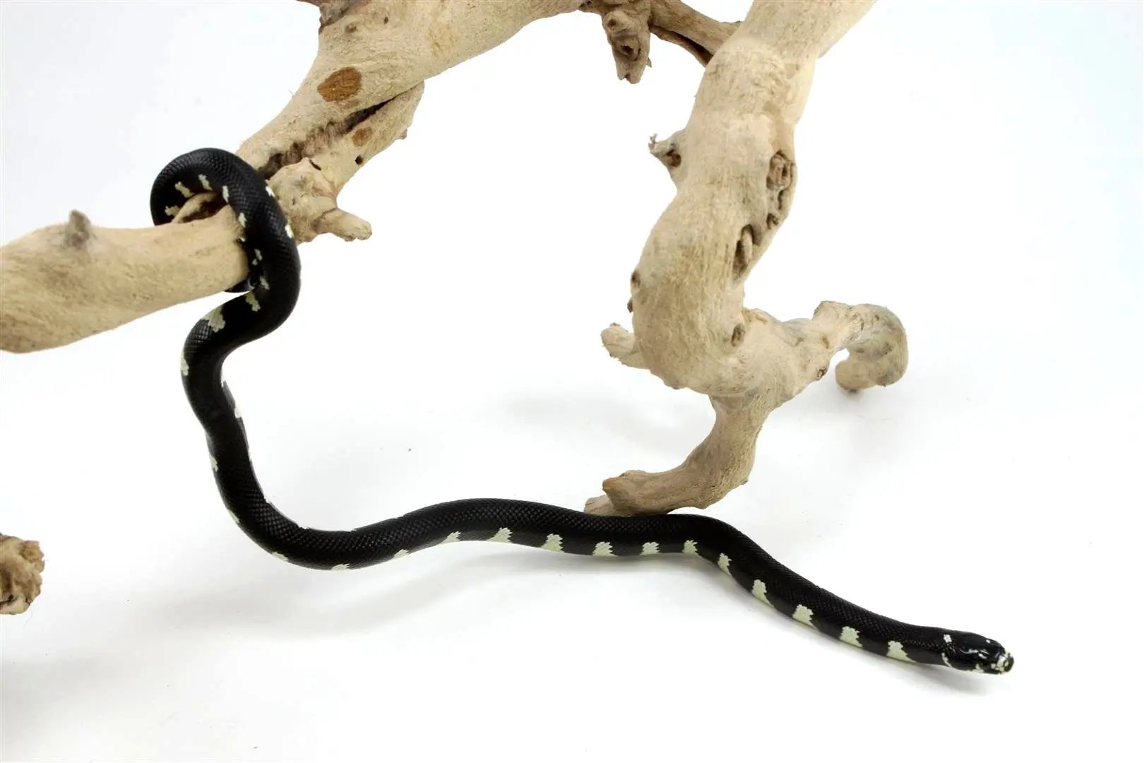 batch_batch_img_8392