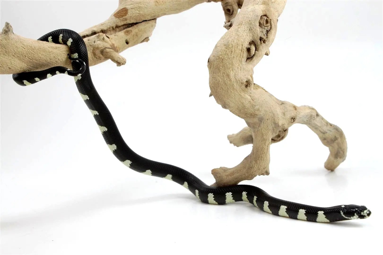 batch_batch_img_8393