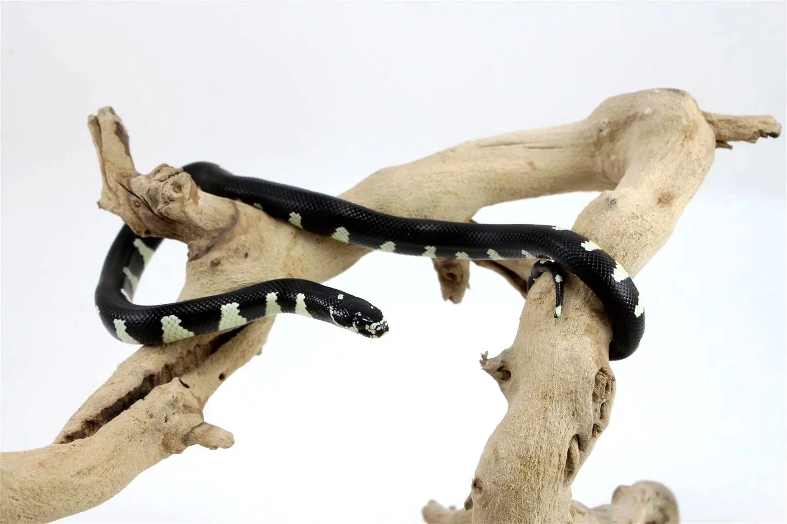 batch_batch_img_8394