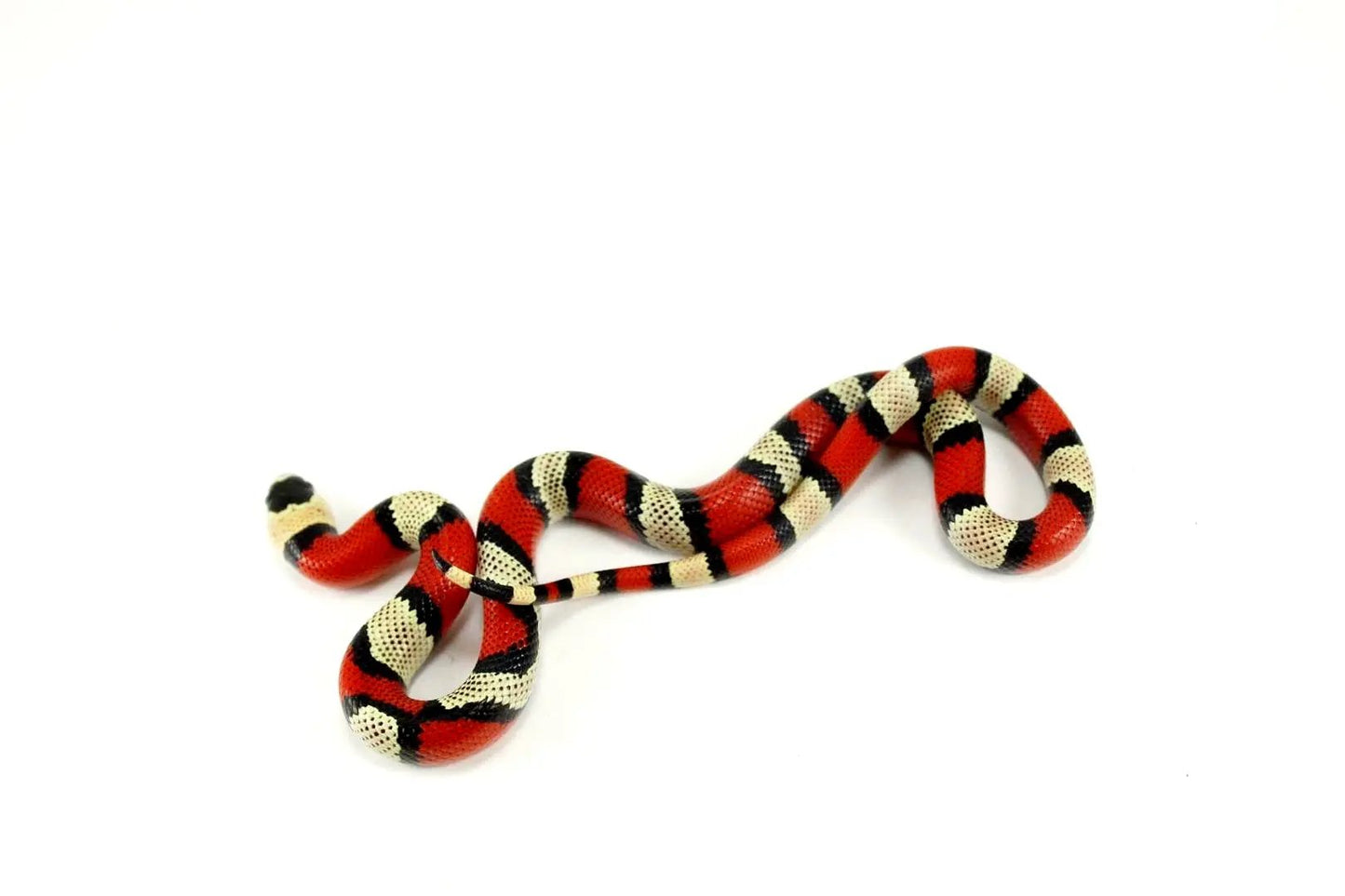 batch_batch_img_9002