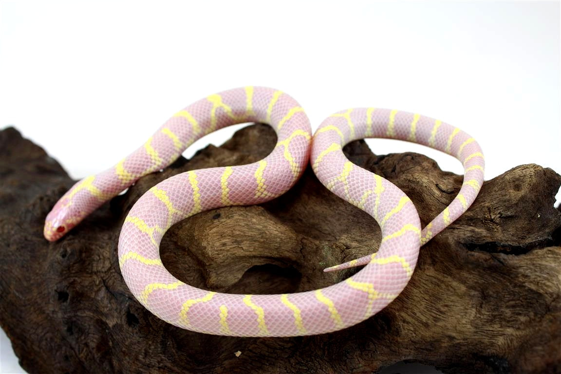 batch_img_0353_1_1_1_1_1_1_2