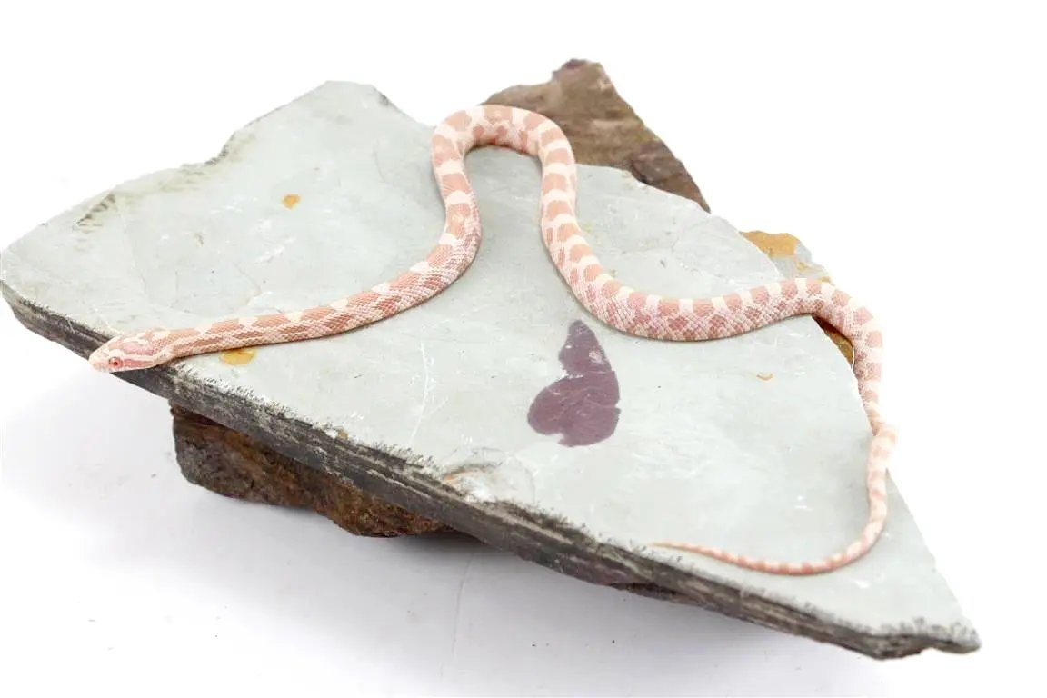 batch_img_0441_1_2_1_1_1