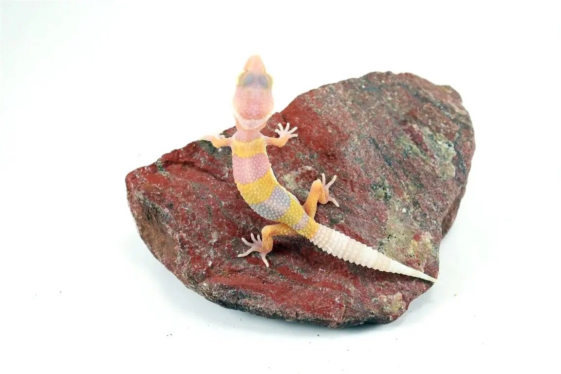 batch_img_6626_2_1_2