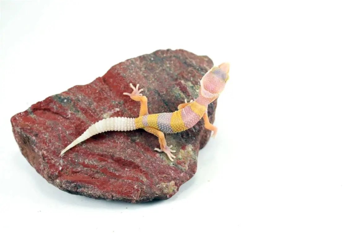 batch_img_6629_2_1_2