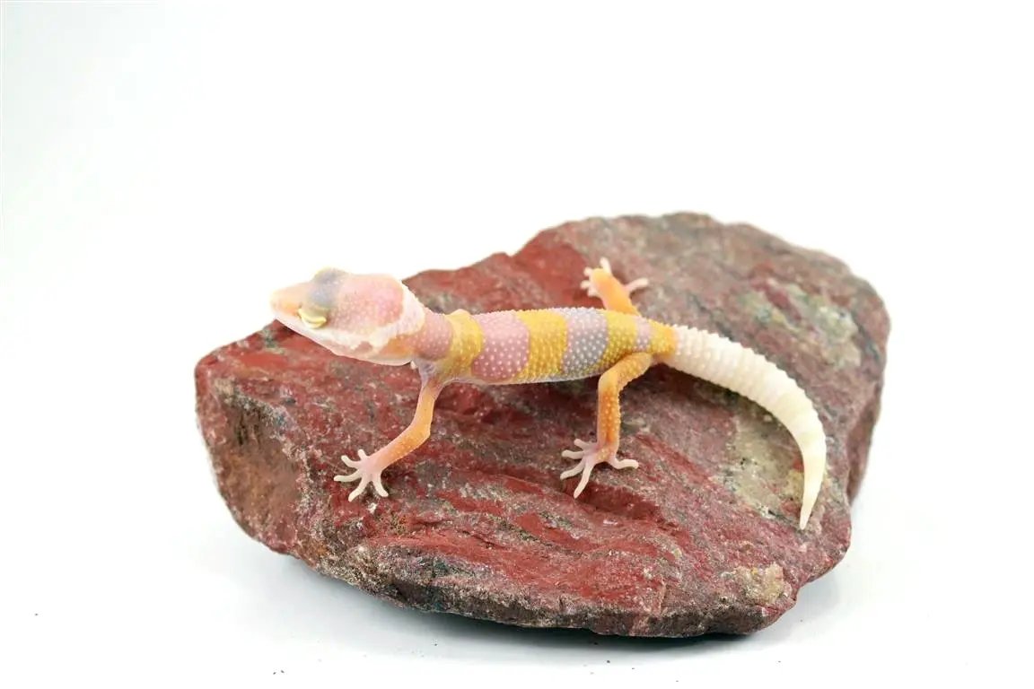 batch_img_6632_2_1_2