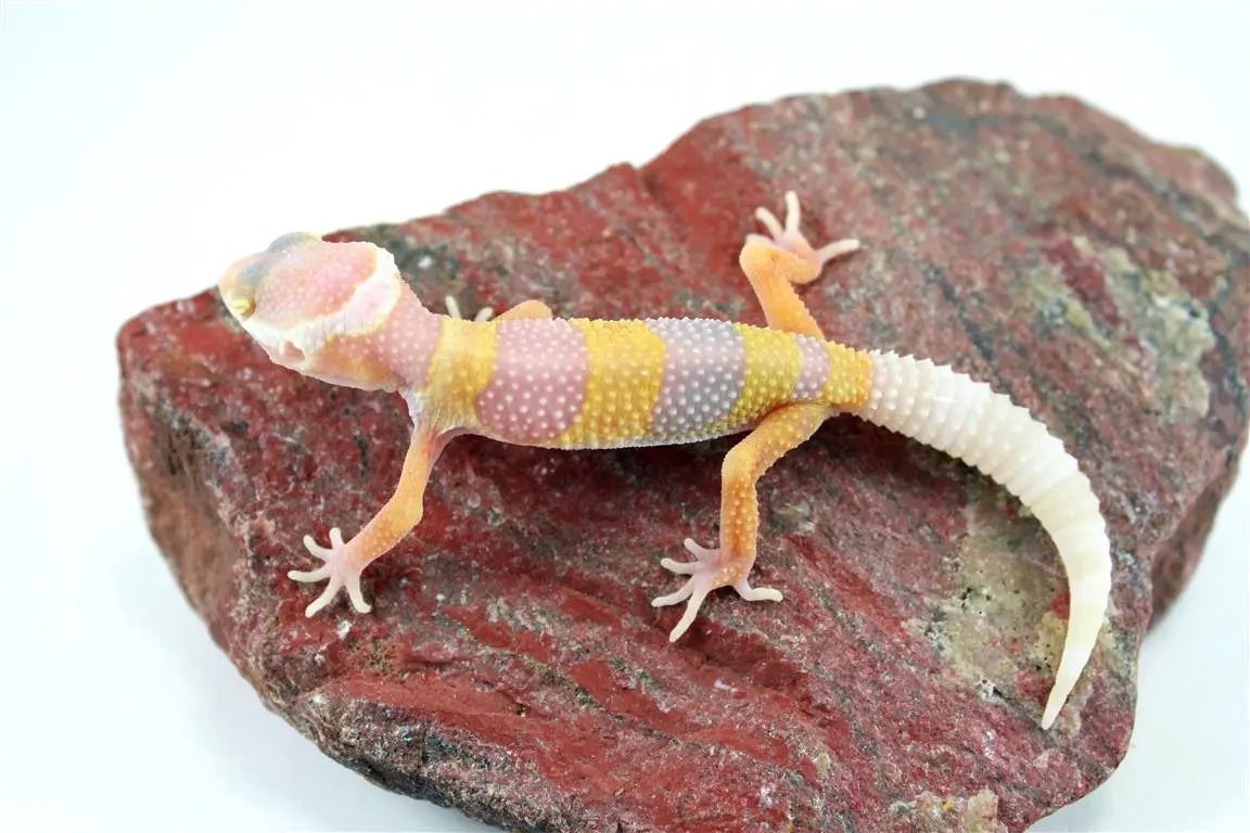 batch_img_6633_2_1_2