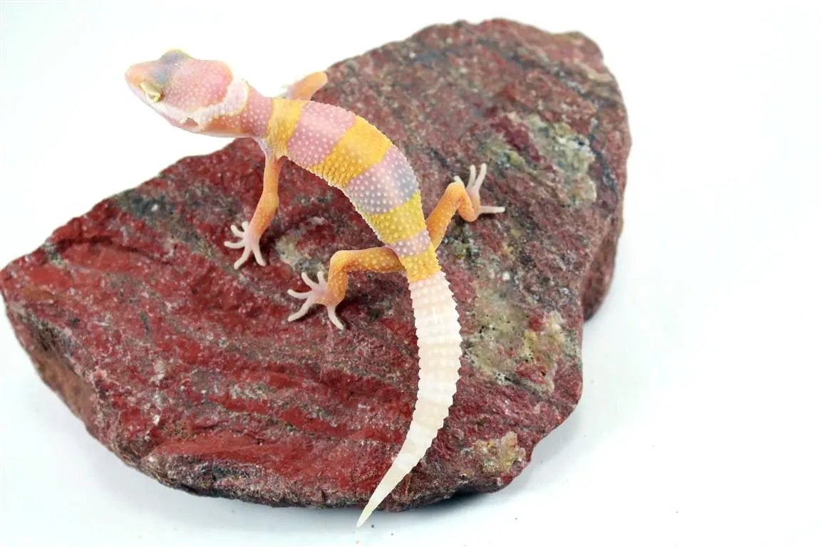 batch_img_6634_2_1_2