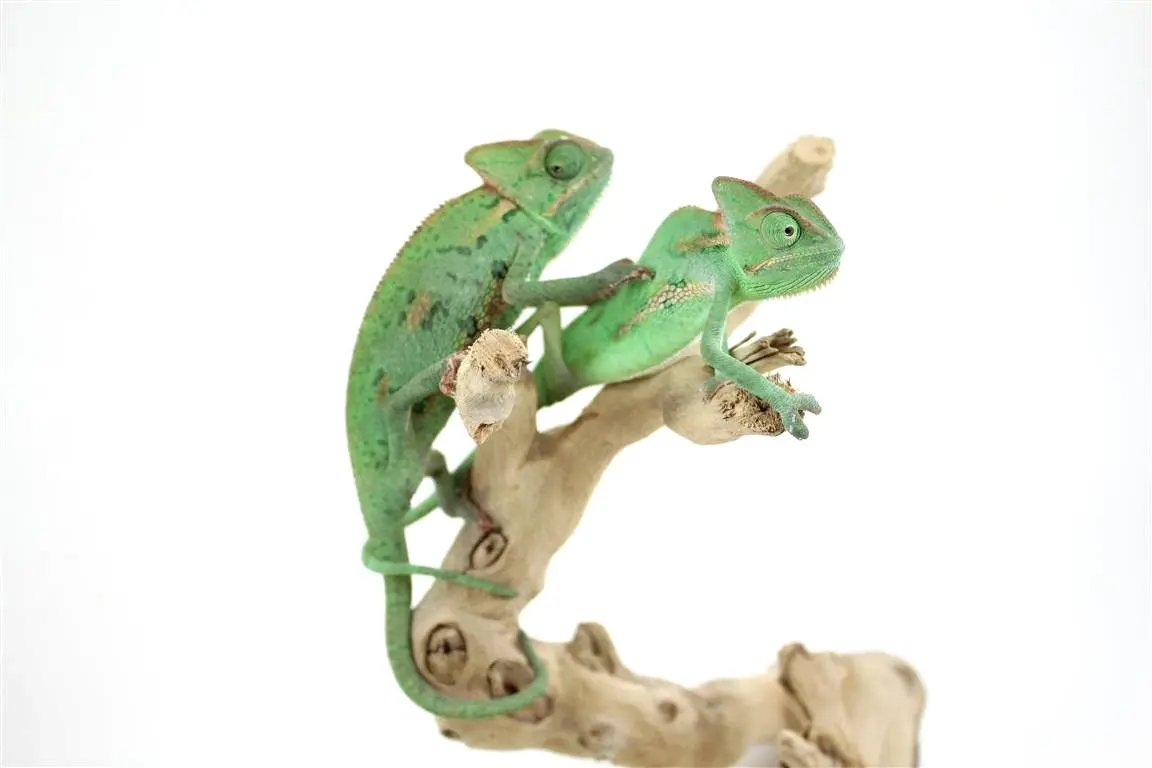 batch_img_7376_1_1_1