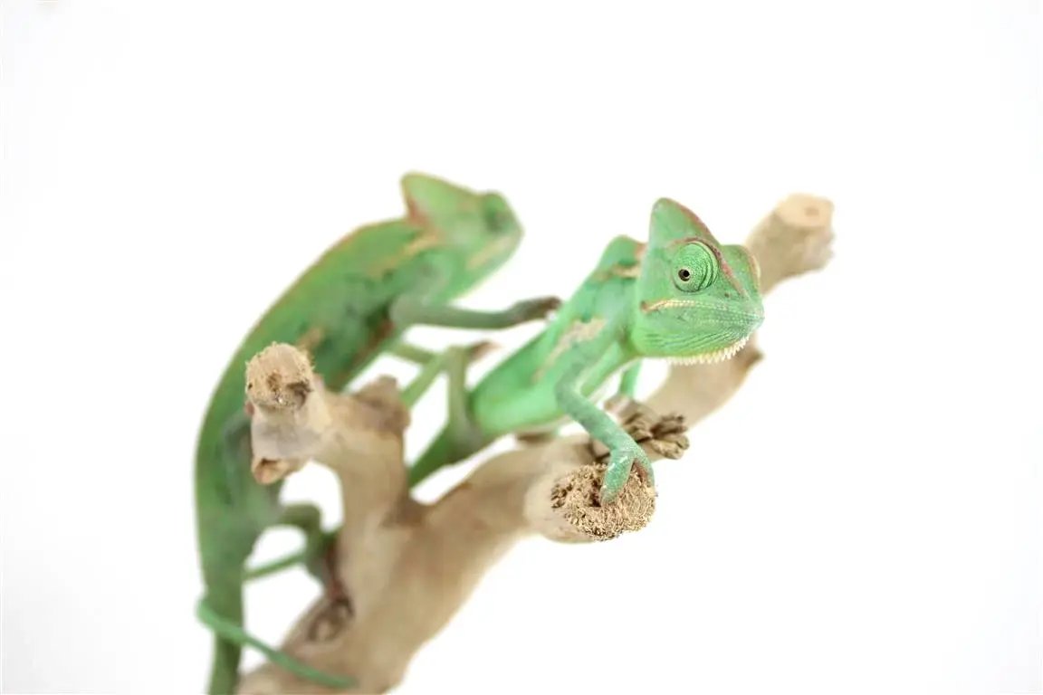 batch_img_7377_1_1_1