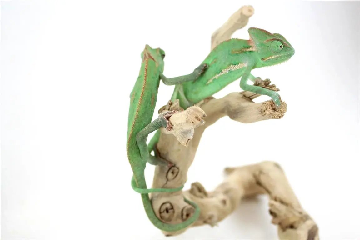 batch_img_7378_1_1_1