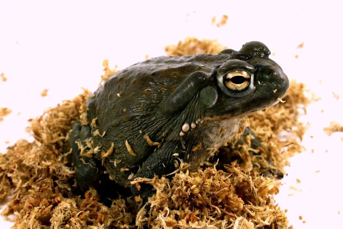 batch_img_9945_batch