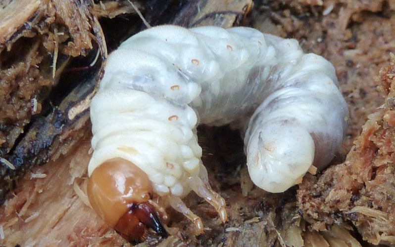 beetle_larvae_1