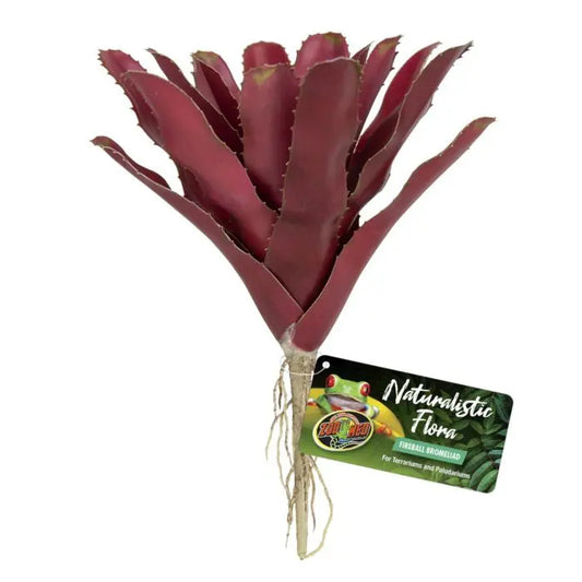 bu-60_fireball-bromeliad_front-700x700