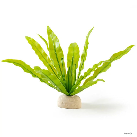exoterra-pt2971-birdsnestfern-p-int