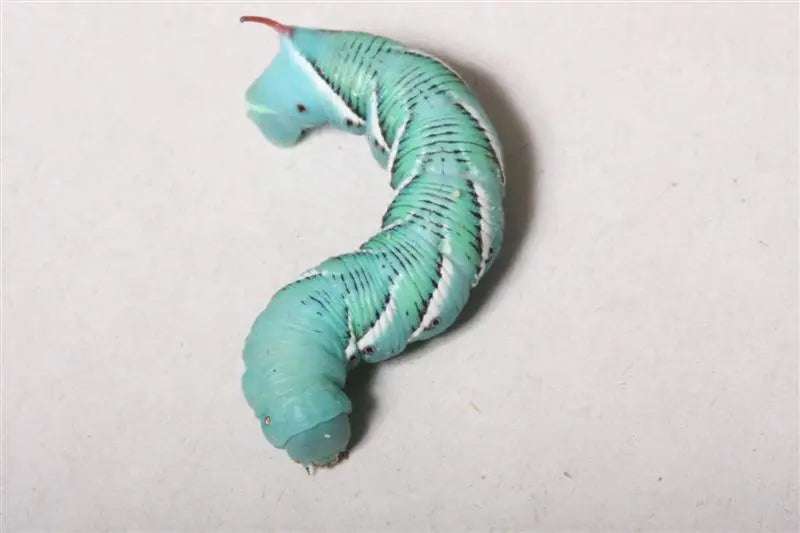 giant_tomato_horned_worm1