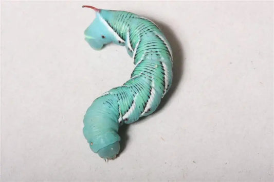 giant_tomato_horned_worm1