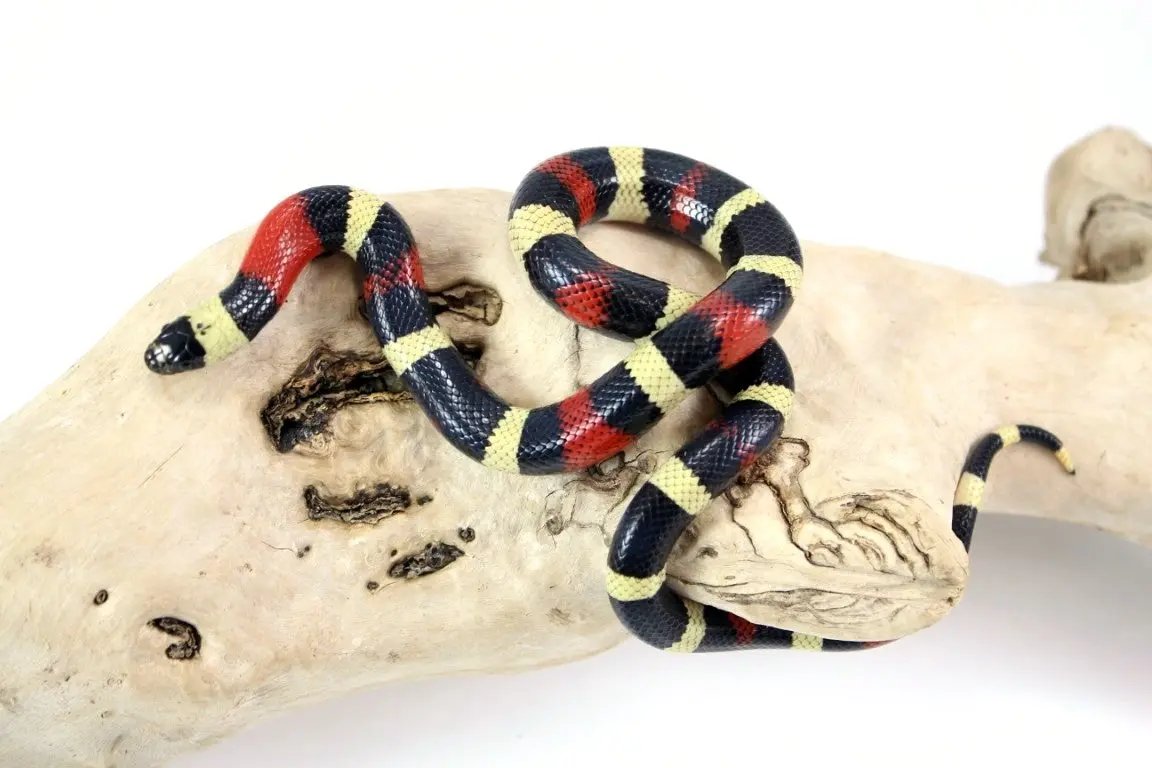 img_0017_4_2_1_2_1_1