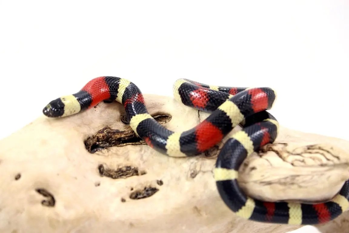 img_0018_2_2_1_2_1_1