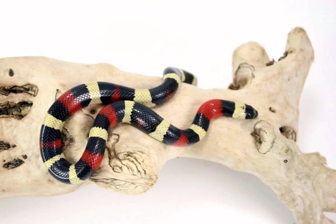 img_0019_4_2_1_2_1_1