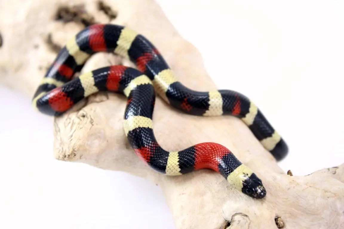 img_0020_3_2_1_2_1_1