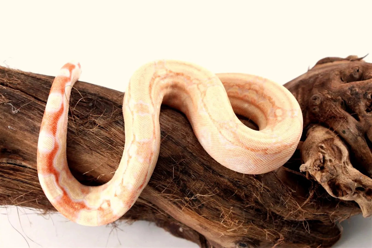 img_0100_batch_batch