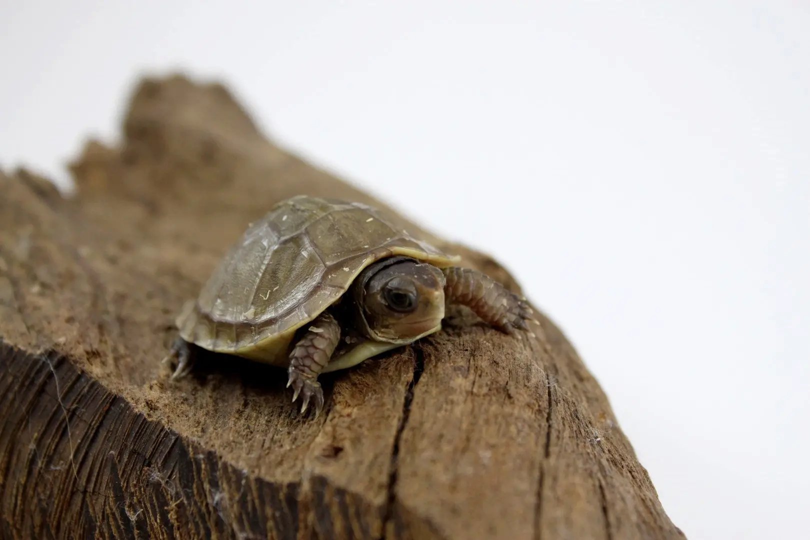 img_4180_2_1_2_1_1_1_1_2