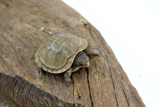 img_4183_2_1_2_1_1_1_1_2