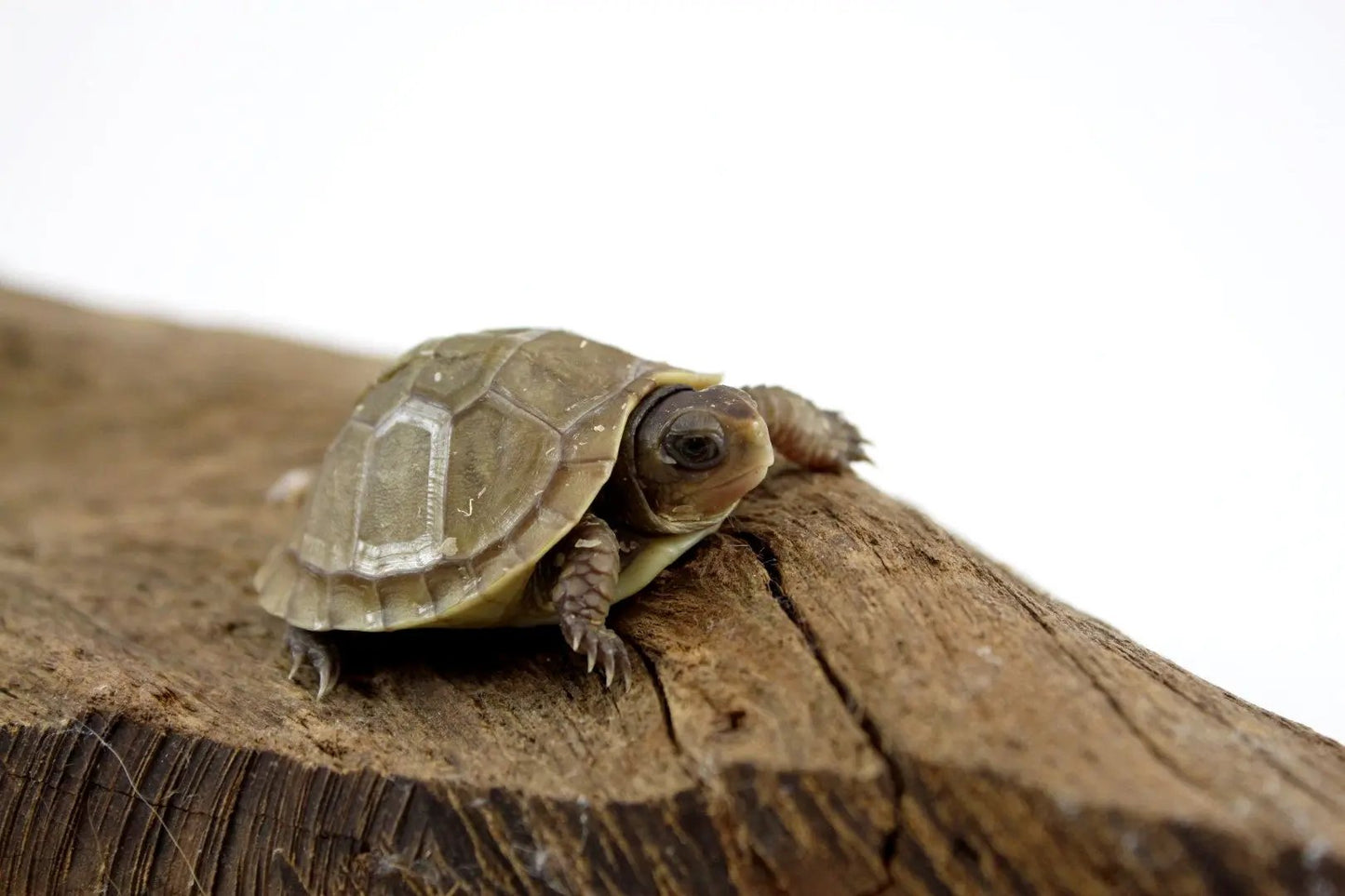 img_4184_1_2_1_1_1_1_2