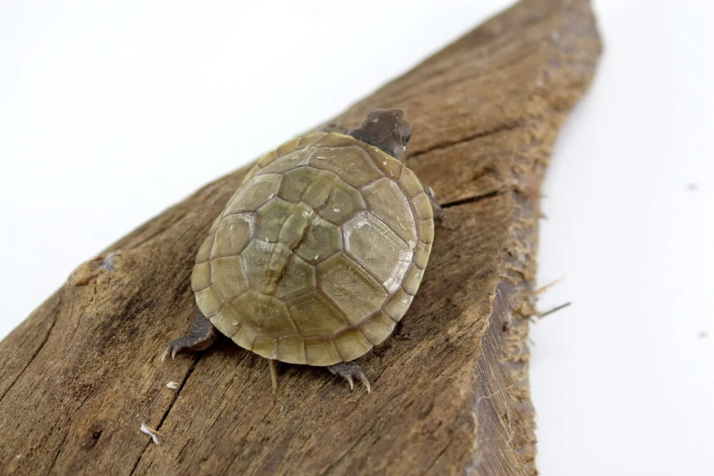 img_4185_2_1_2_1_1_1_1_2