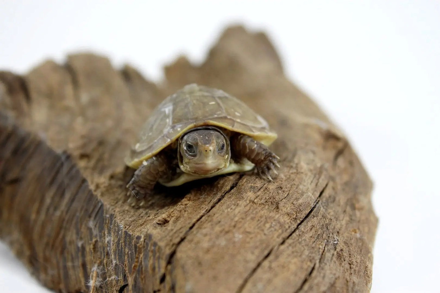 img_4186_2_1_2_1_1_1_1_2