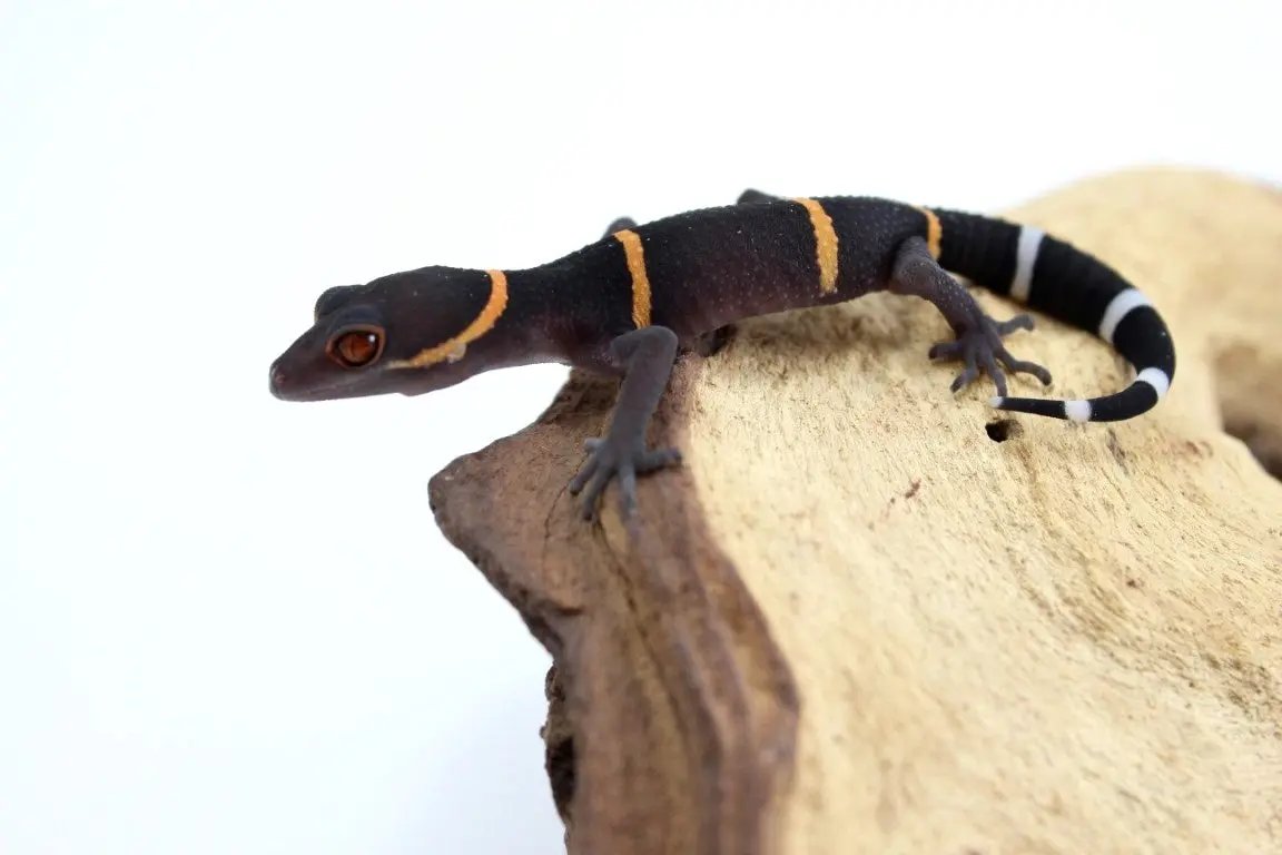 img_6196_1_1_2_1_2_2_1_1_1_1_1_1