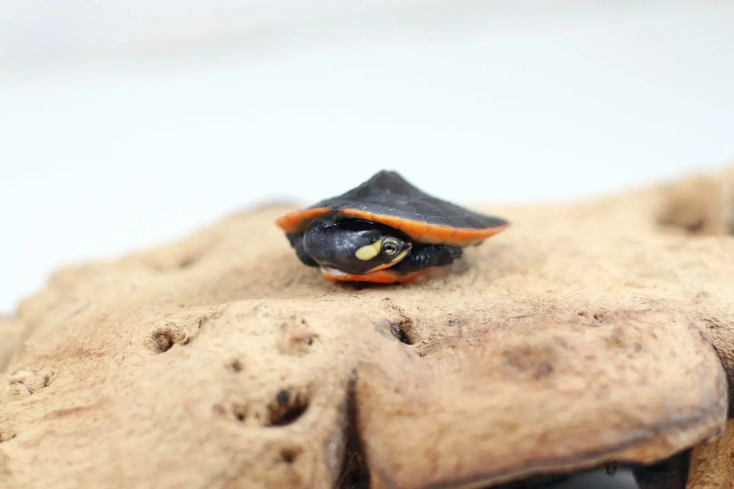 img_7833_1_1_1_1_1_1_2_1_1_1_1_1_1_1_1