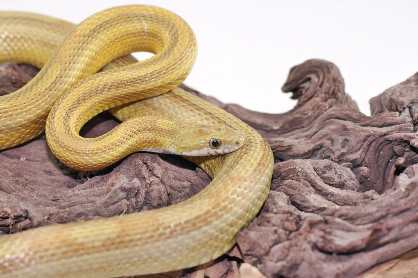 Image result for Corn Snake - Gold Dust - All Reptiles