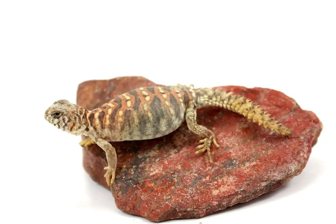 Ornate Uromastyx Bird Seed For Uromastyx Tailed Horned Lizard Flat Lizard  Pet Armadillo Lizards Lizards, image size:1152x768