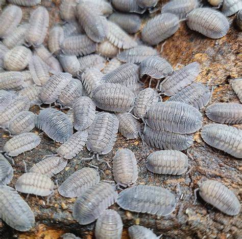 Isopods (Peracca's Pill) All Reptiles
