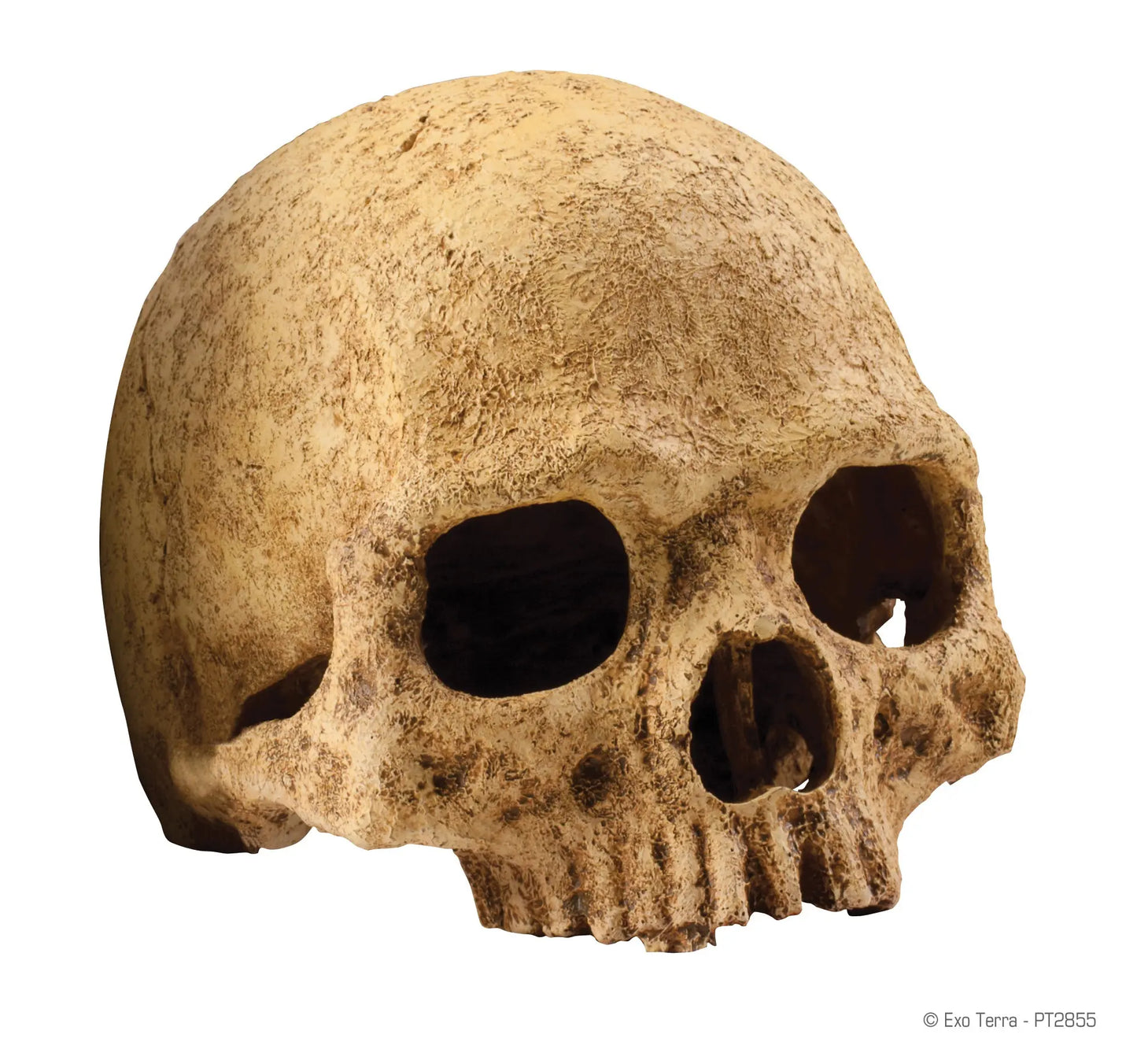 pt2855_primate_skull