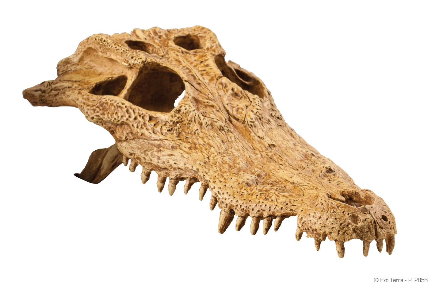 pt2856_crocodile_skull