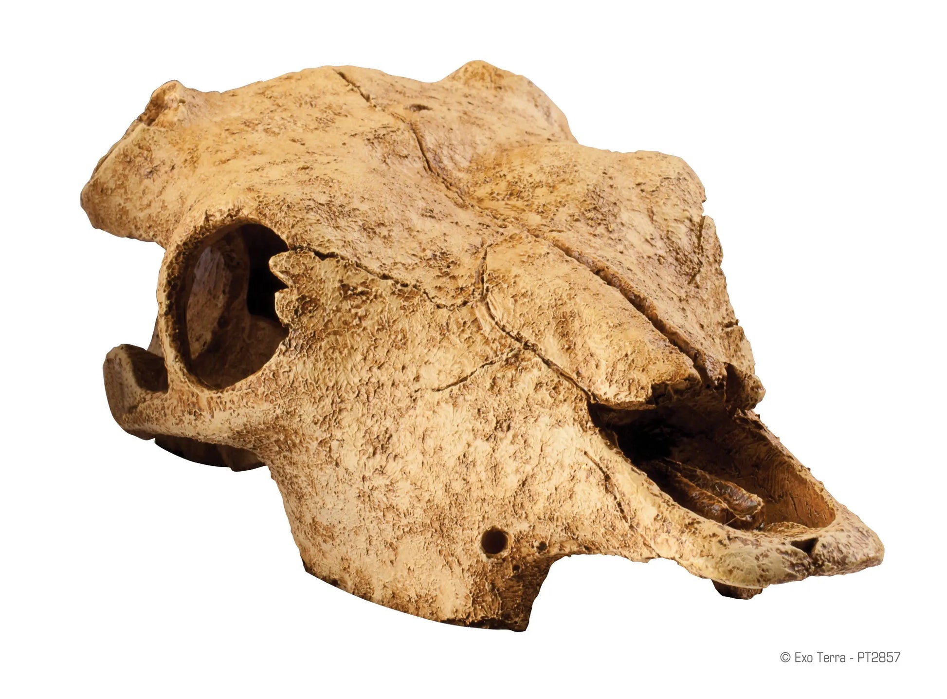 pt2857_buffalo_skull