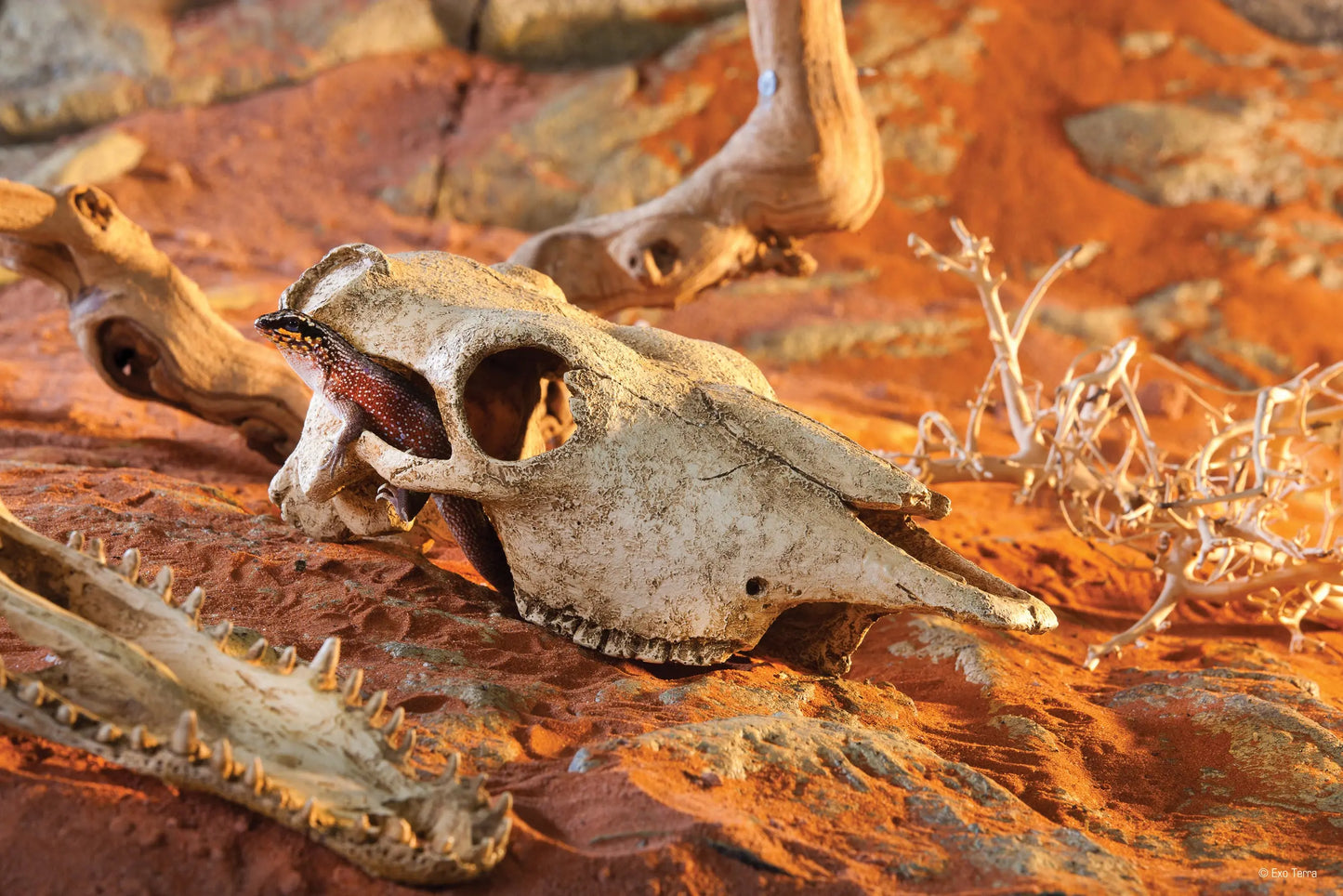pt2857_buffalo_skull_desert
