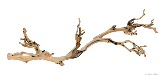 pt3077_forest_branch