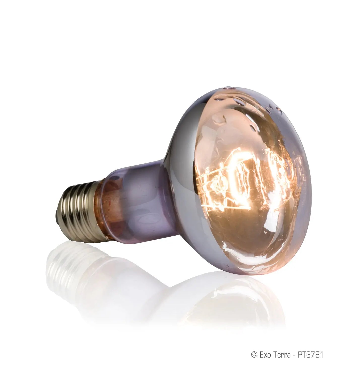 pt3781_swamp_basking_spot