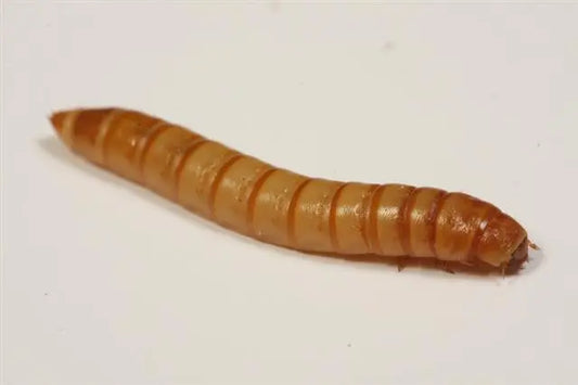 regular_mealworm1